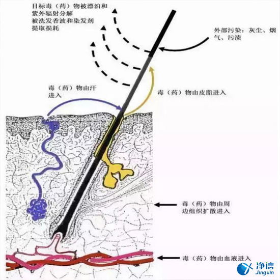  毛發(fā)毒品檢測儀檢測腿毛竟可以測出吸毒?做了全身脫毛也可以？